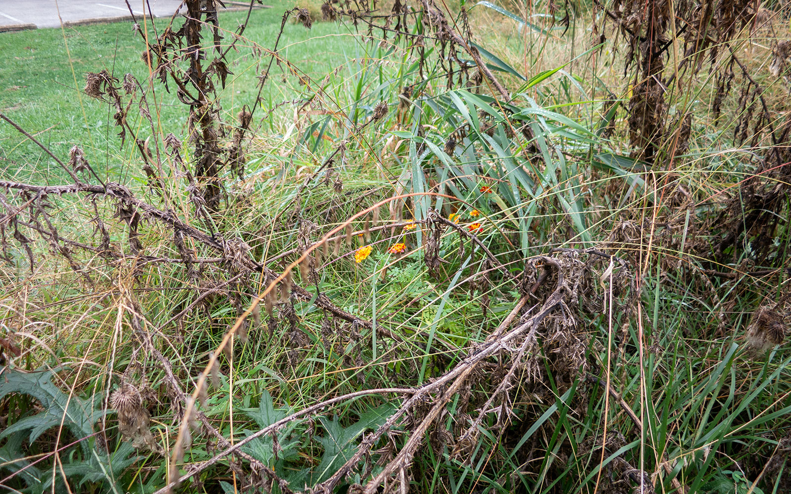 David Bernie Photos Photography Abandoned Twin Serpent Mounds Lawrence Santiago X Chicago Native Art American Indian Center Schiller Woods 4000N Maryrose Pavkovic October 7 2021