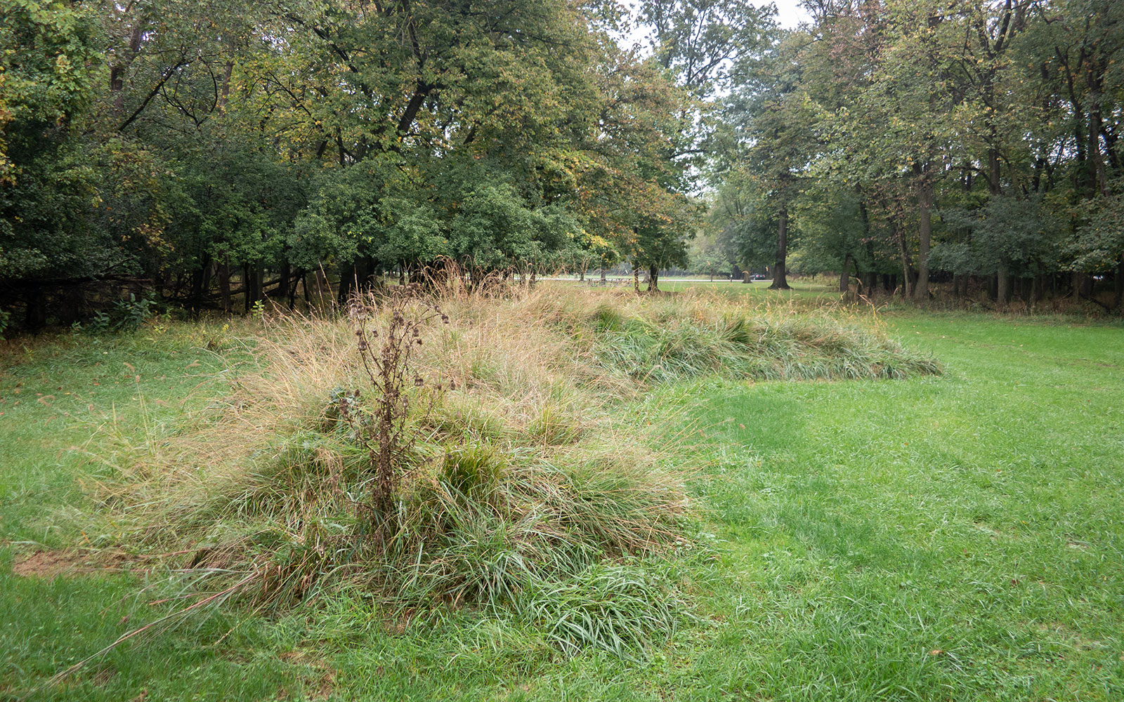 David Bernie Photos Photography Abandoned Twin Serpent Mounds Lawrence Santiago X Chicago Native Art American Indian Center Schiller Woods 4000N Maryrose Pavkovic October 7 2021