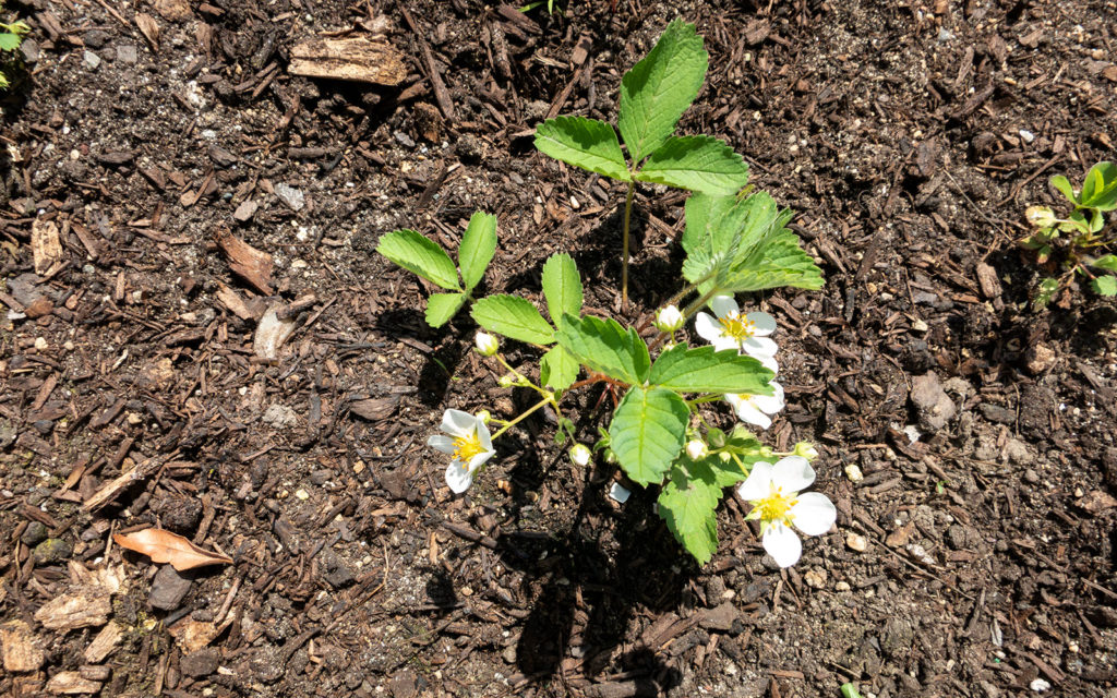 David Bernie Photos Photography First Nations Garden Chi-Nations Youth Council Chicago Albany Park April 26 2021