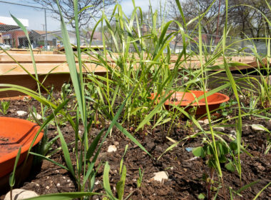 David Bernie Photos Photography First Nations Garden Chi-Nations Youth Council Chicago Albany Park April 26 2021