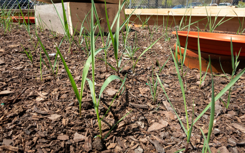 David Bernie Photos Photography First Nations Garden Chi-Nations Youth Council Chicago Albany Park April 26 2021