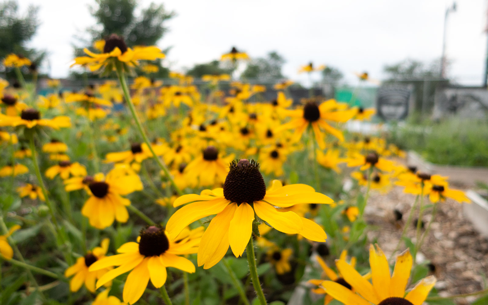 David Bernie Photos Photography First Nations Garden Chi-Nations Youth Council Chicago Albany Park July 30 2021