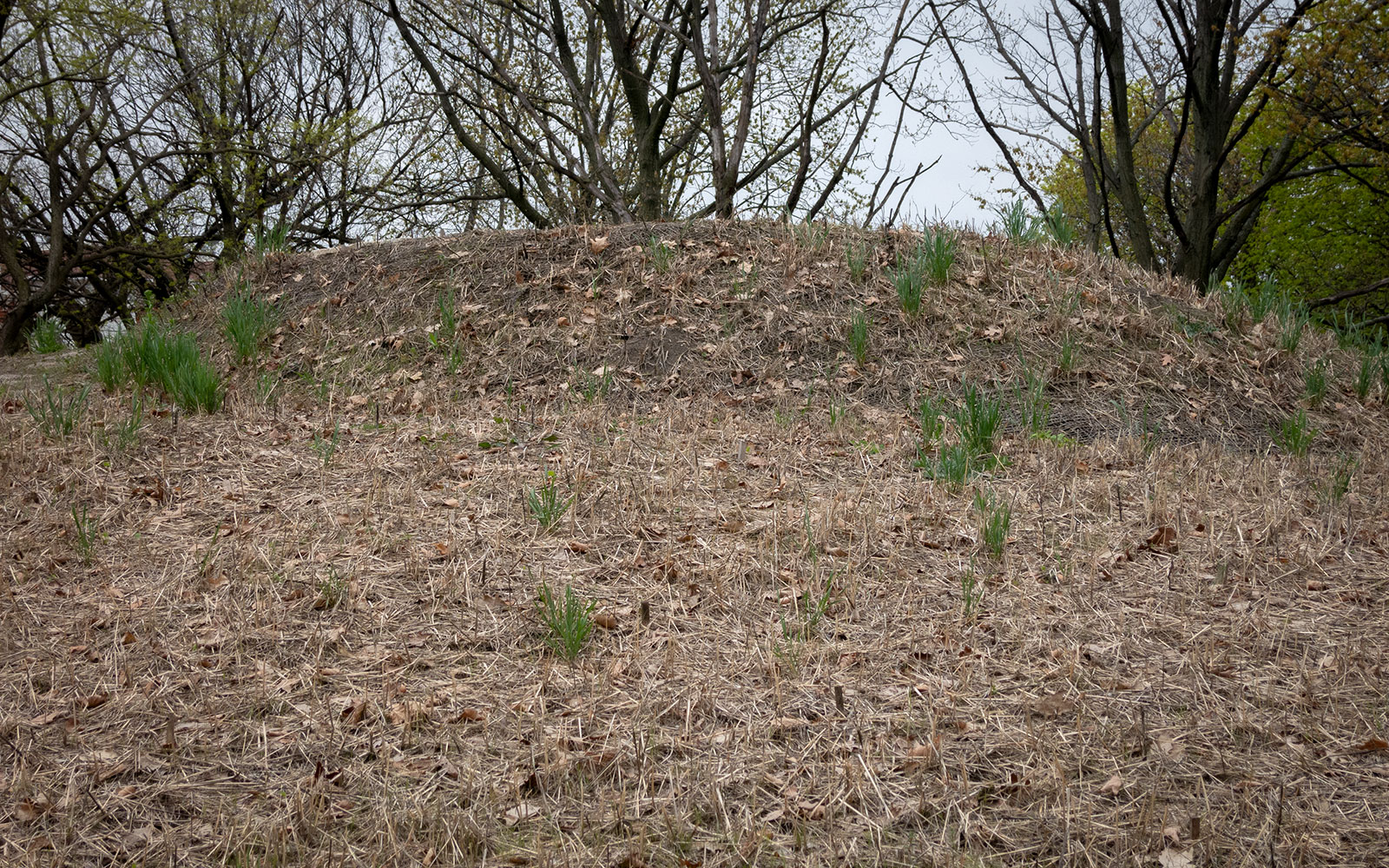 David Bernie Photos Photography Abandoned Coil Mounds Lawrence Santiago X Chicago Native Art American Indian Center AIC Heather Miller Chicago Public Arts Group CPAG Maryrose Pavkovic Horner Park 4000N Northwest Portage Walking Museum Abandoned May 8 2022