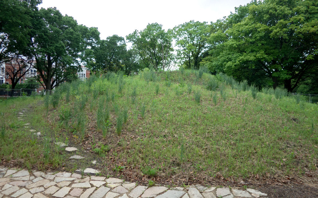 David Bernie Photos Photography Abandoned Coil Mounds Land Art Lawrence Santiago X Chicago Native Art American Indian Center AIC Heather Miller Chicago Public Arts Group CPAG Maryrose Pavkovic Horner Park 4000N Northwest Portage Walking Museum Abandoned June 6 2022