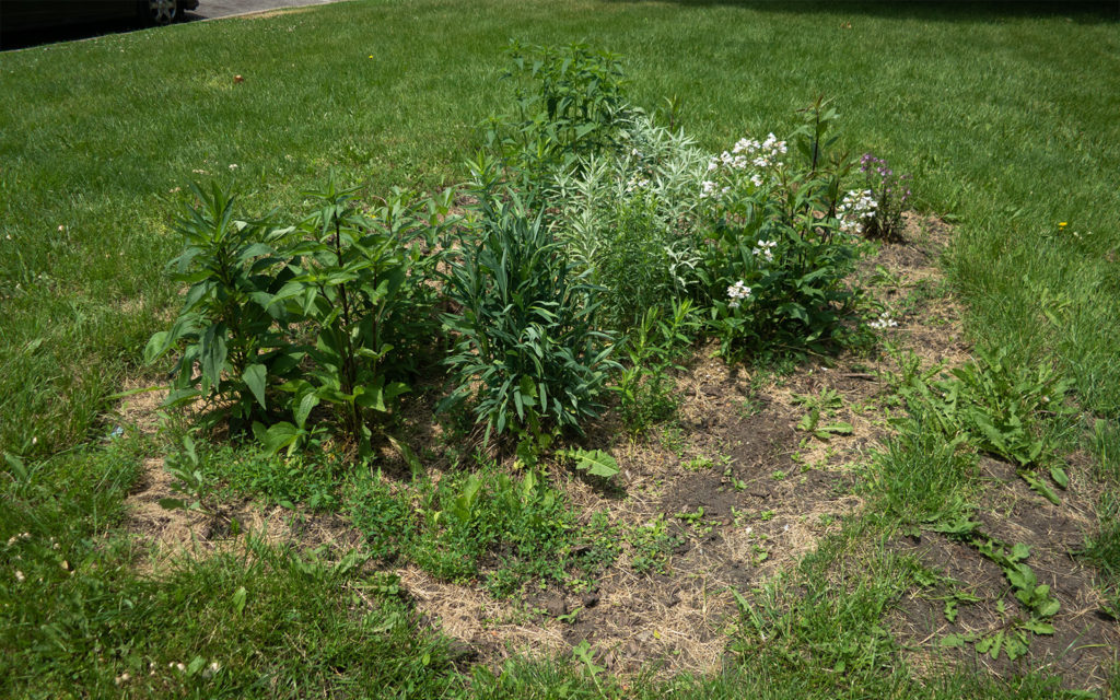 David Bernie Photos Photography Little Village Plant Society Boulevard Gardens Chicago South Side Native Plants Prairie Garden Spring June 2022