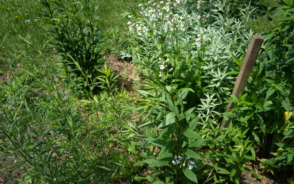 David Bernie Photos Photography Little Village Plant Society Boulevard Gardens Chicago South Side Native Plants Prairie Garden Spring June 2022