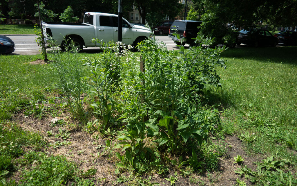 David Bernie Photos Photography Little Village Plant Society Boulevard Gardens Chicago South Side Native Plants Prairie Garden Spring June 2022