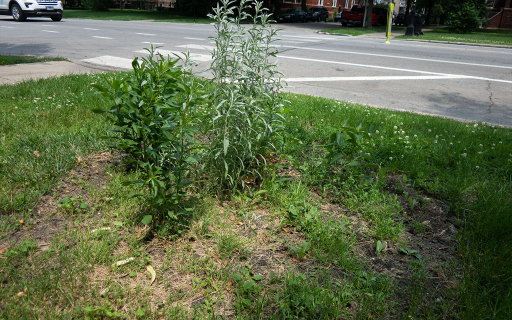 David Bernie Photos Photography Little Village Plant Society Boulevard Gardens Chicago South Side Native Plants Prairie Garden Spring June 2022