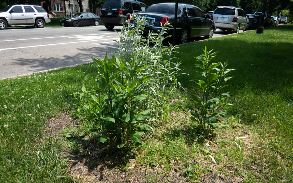 David Bernie Photos Photography Little Village Plant Society Boulevard Gardens Chicago South Side Native Plants Prairie Garden Spring June 2022