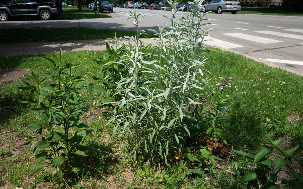 David Bernie Photos Photography Little Village Plant Society Boulevard Gardens Chicago South Side Native Plants Prairie Garden Spring June 2022