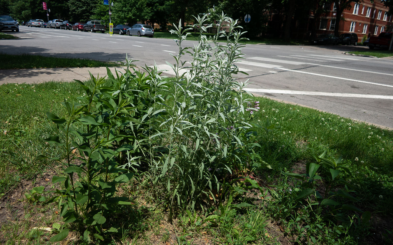 David Bernie Photos Photography Little Village Plant Society Boulevard Gardens Chicago South Side Native Plants Prairie Garden Spring June 2022