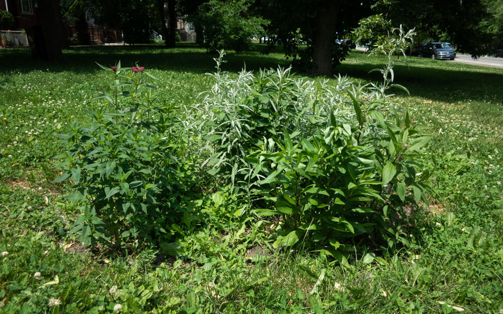 David Bernie Photos Photography Little Village Plant Society Boulevard Gardens Chicago South Side Native Plants Prairie Garden Spring June 2022