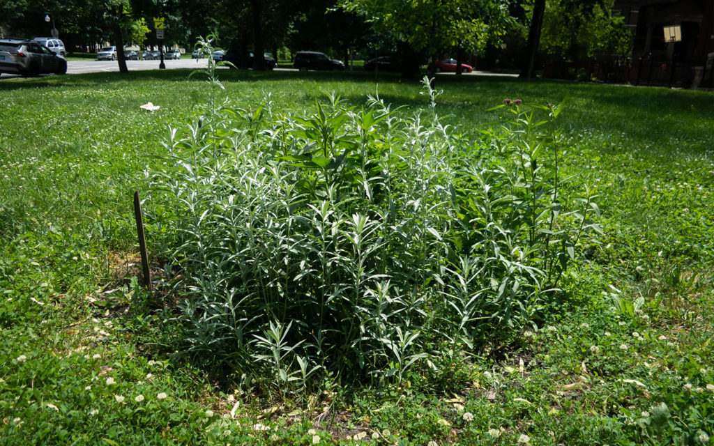 David Bernie Photos Photography Little Village Plant Society Boulevard Gardens Chicago South Side Native Plants Prairie Garden Spring June 2022