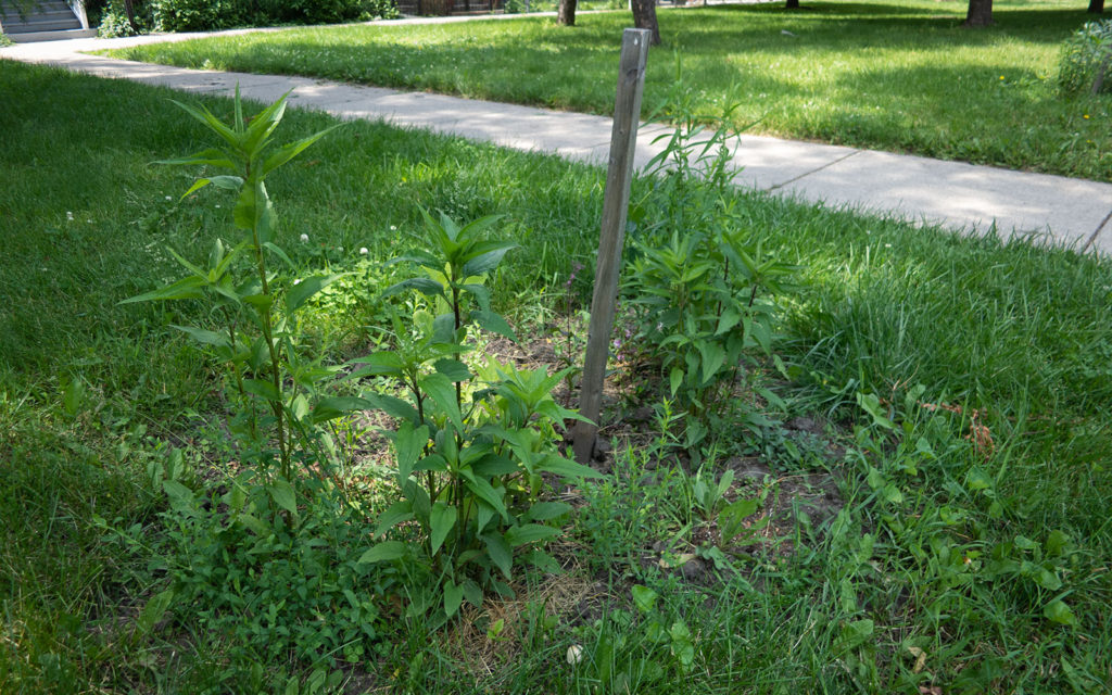 David Bernie Photos Photography Little Village Plant Society Boulevard Gardens Chicago South Side Native Plants Prairie Garden Spring June 2022