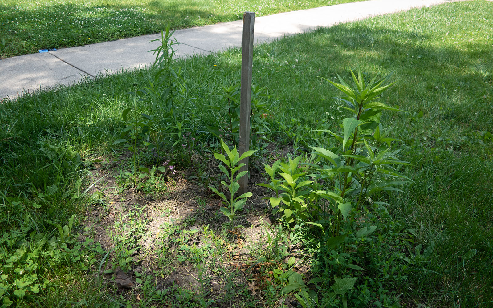 David Bernie Photos Photography Little Village Plant Society Boulevard Gardens Chicago South Side Native Plants Prairie Garden Spring June 2022