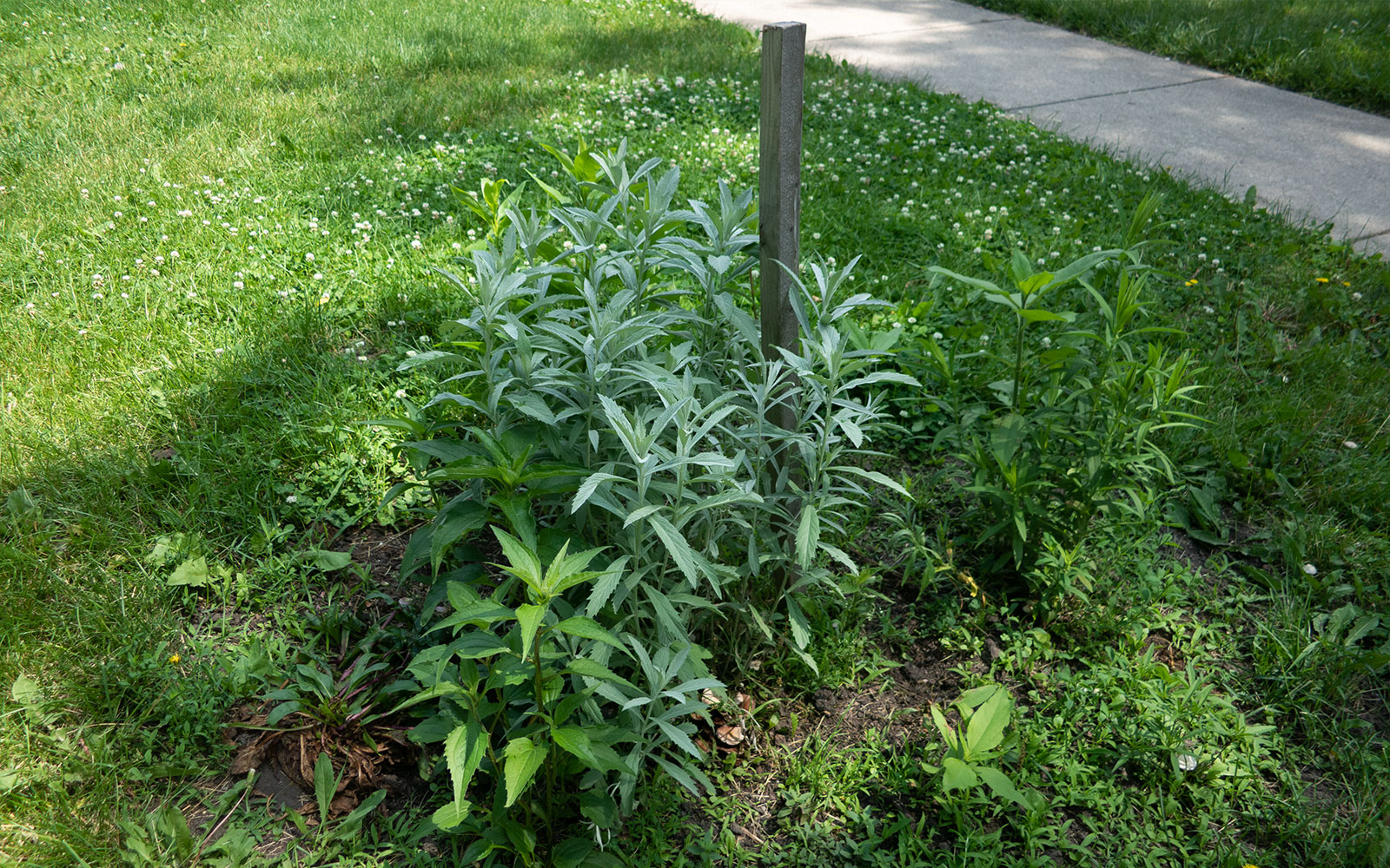 David Bernie Photos Photography Little Village Plant Society Boulevard Gardens Chicago South Side Native Plants Prairie Garden Spring June 2022