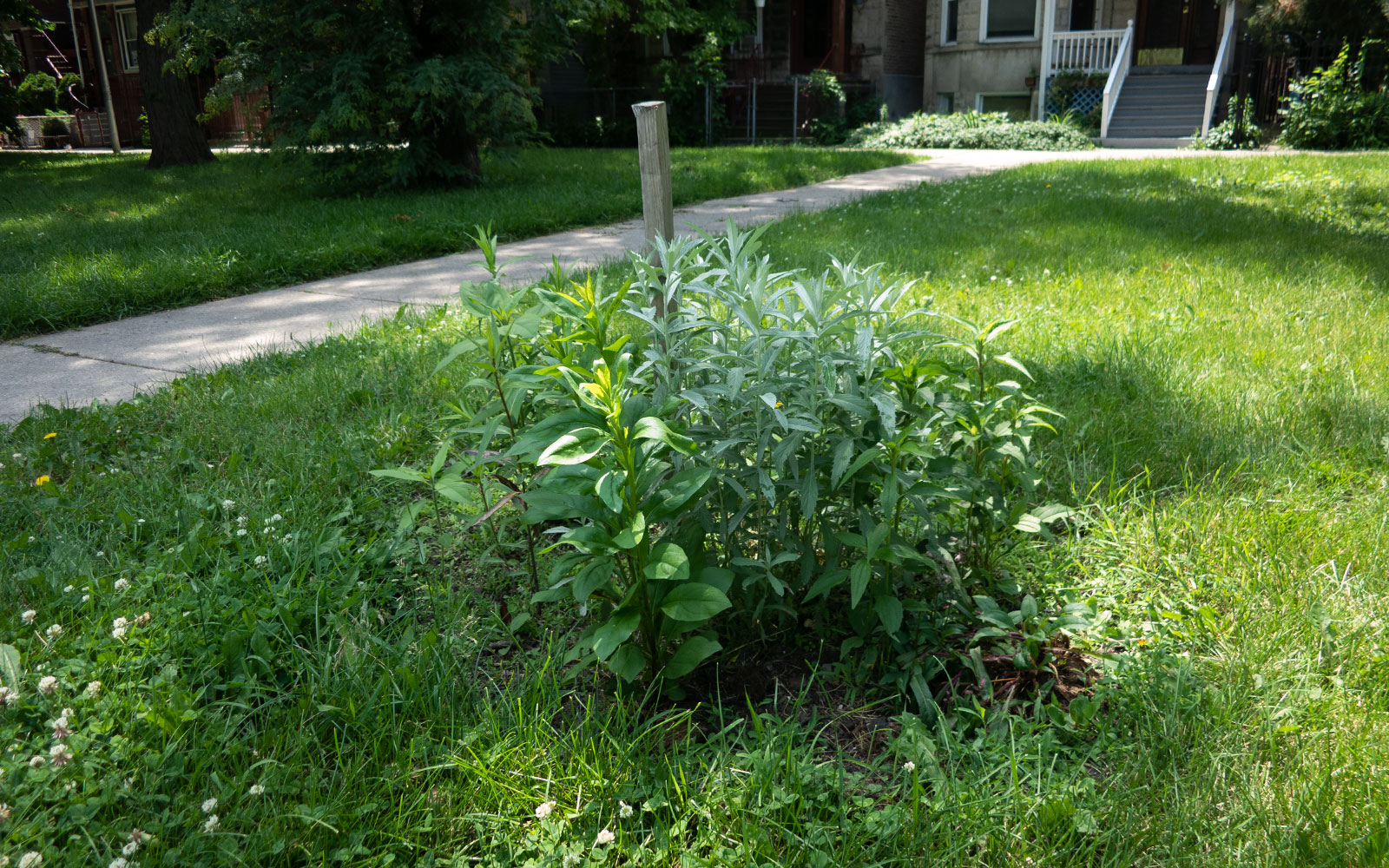 David Bernie Photos Photography Little Village Plant Society Boulevard Gardens Chicago South Side Native Plants Prairie Garden Spring June 2022