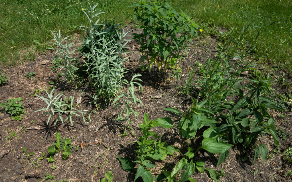 David Bernie Photos Photography Little Village Plant Society Boulevard Gardens Chicago South Side Native Plants Prairie Garden Spring June 2022