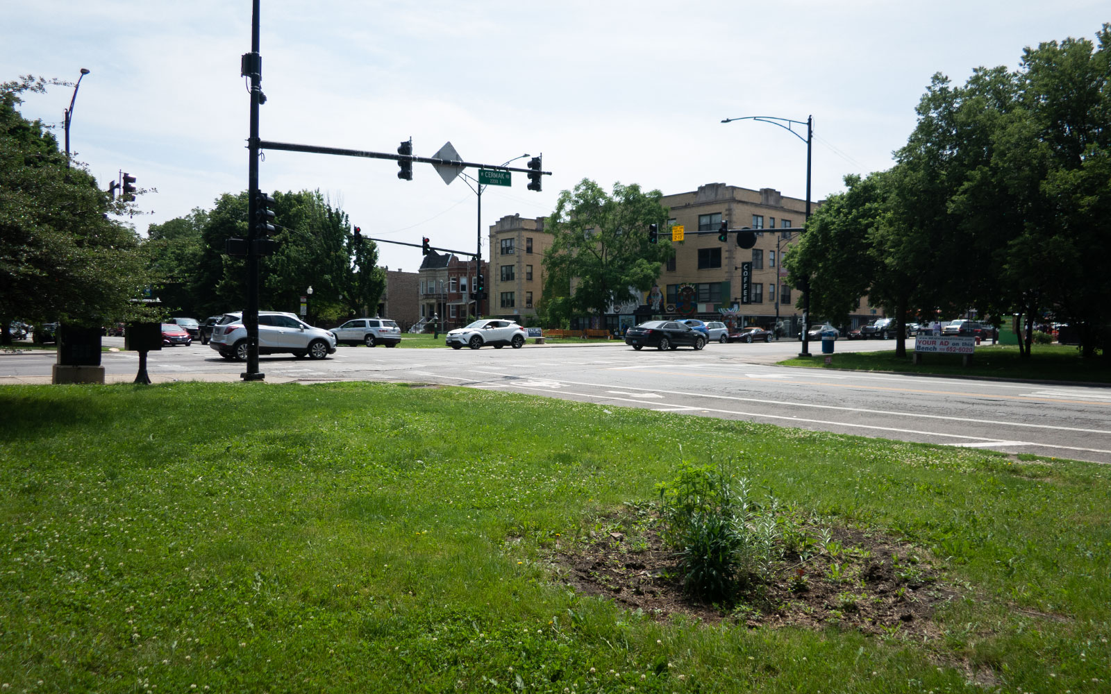 David Bernie Photos Photography Little Village Plant Society Boulevard Gardens Chicago South Side Native Plants Prairie Garden Spring June 2022