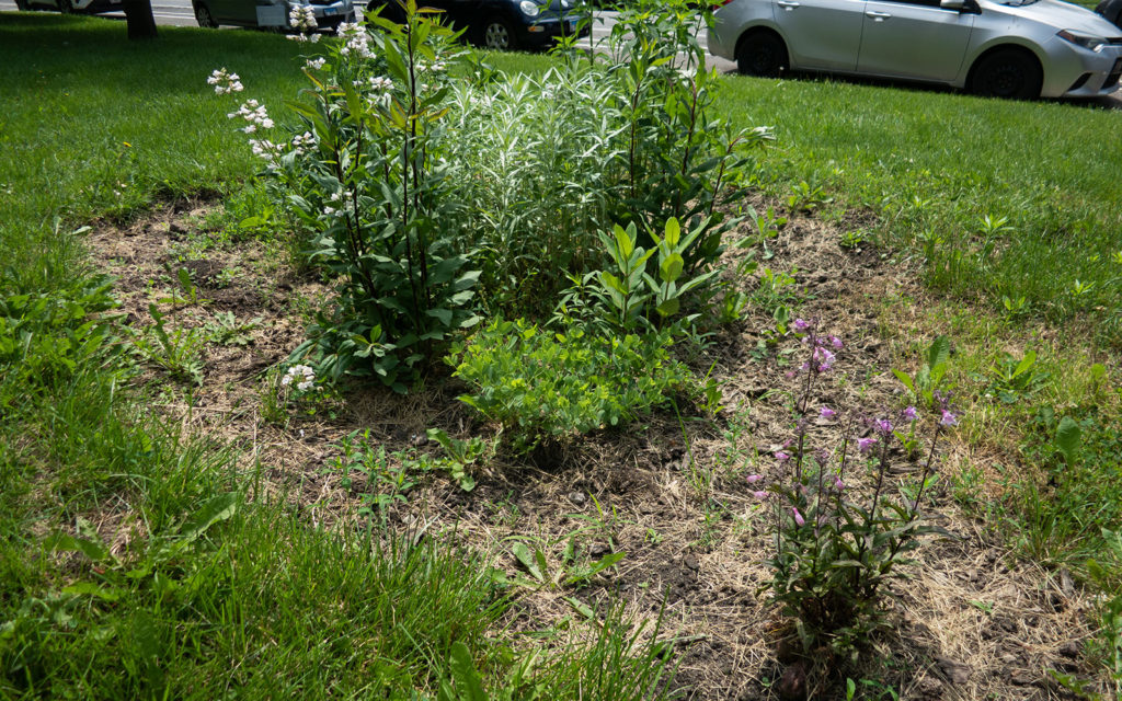 David Bernie Photos Photography Little Village Plant Society Boulevard Gardens Chicago South Side Native Plants Prairie Garden Spring June 2022