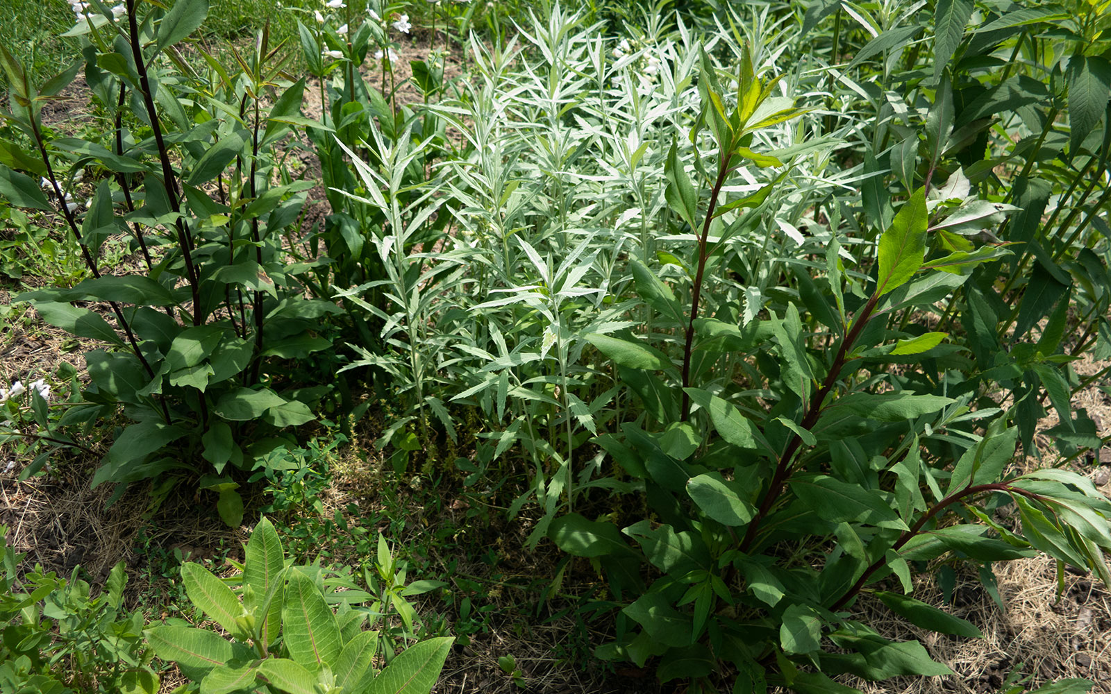 David Bernie Photos Photography Little Village Plant Society Boulevard Gardens Chicago South Side Native Plants Prairie Garden Spring June 2022