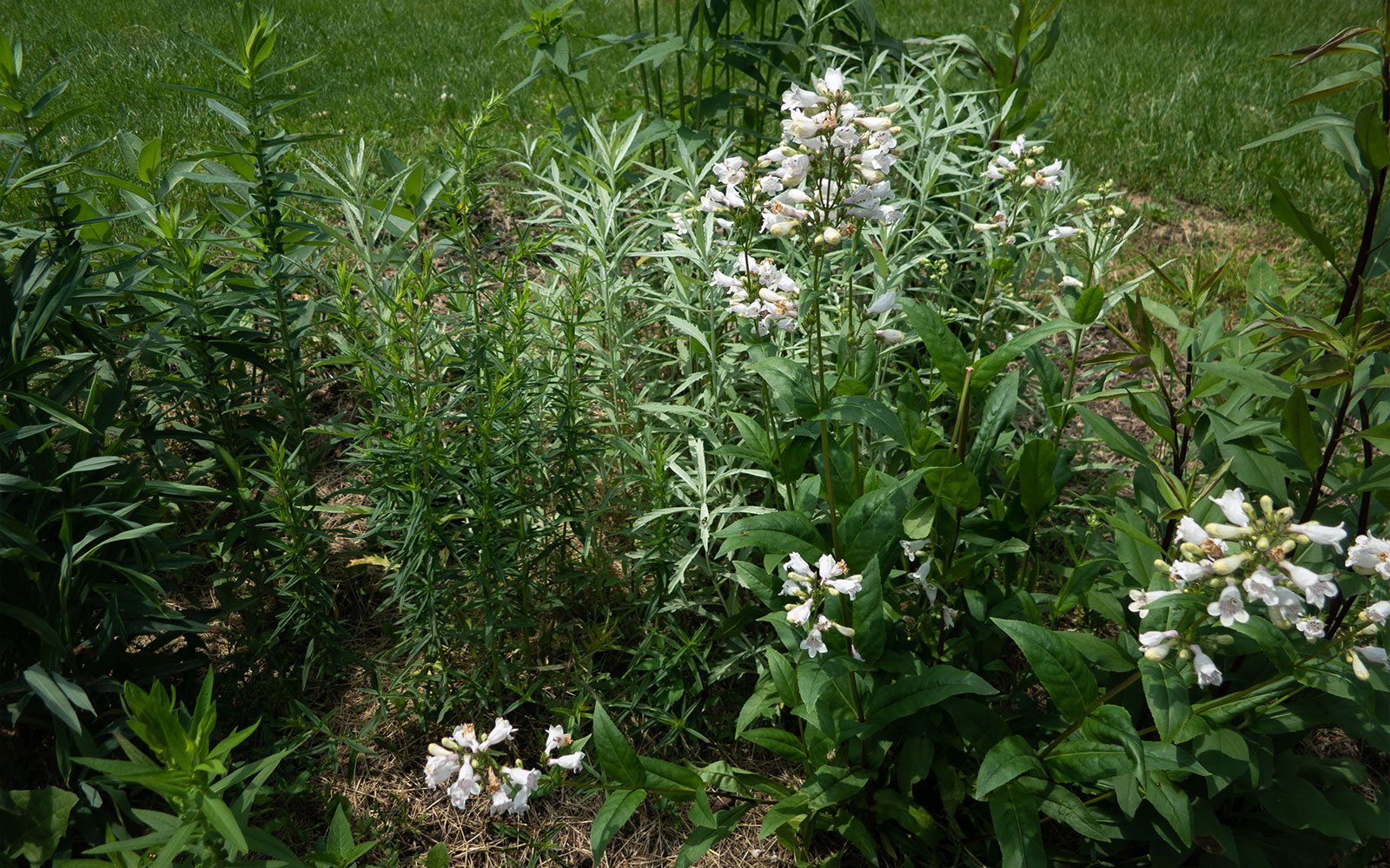 David Bernie Photos Photography Little Village Plant Society Boulevard Gardens Chicago South Side Native Plants Prairie Garden Spring June 2022