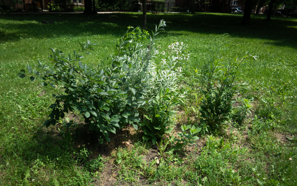 David Bernie Photos Photography Little Village Plant Society Boulevard Gardens Chicago South Side Native Plants Prairie Garden Spring June 2022