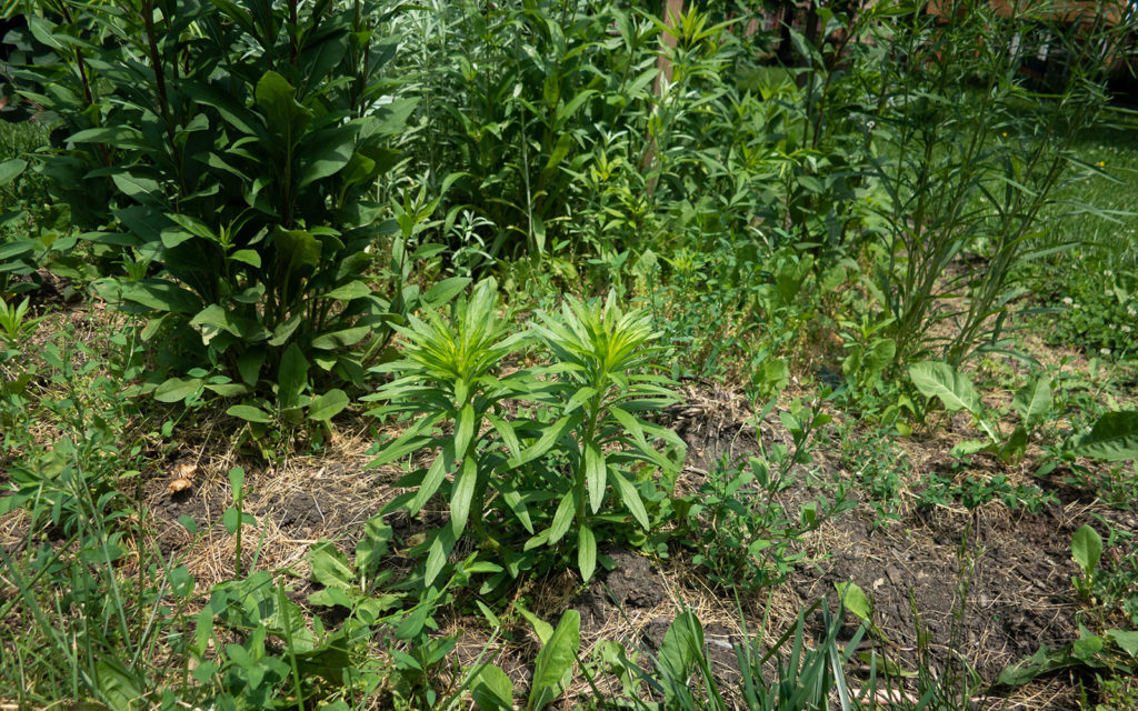 David Bernie Photos Photography Little Village Plant Society Boulevard Gardens Chicago South Side Native Plants Prairie Garden Spring June 2022