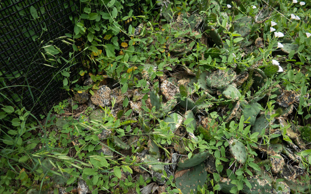 David Bernie Photos Photography Neglected Eastern Prickly Pear Cactus Montrose Point Bird Sanctuary The Magic Hedge Lincoln Park Chicago Native Plants Prairie Garden Chicago Parks District June 2022