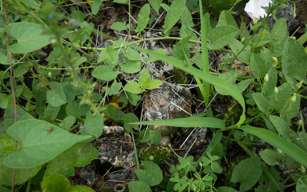 David Bernie Photos Photography Neglected Eastern Prickly Pear Cactus Montrose Point Bird Sanctuary The Magic Hedge Lincoln Park Chicago Native Plants Prairie Garden Chicago Parks District June 2022