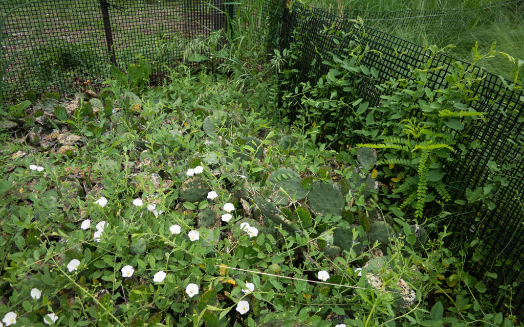 David Bernie Photos Photography Neglected Eastern Prickly Pear Cactus Montrose Point Bird Sanctuary The Magic Hedge Lincoln Park Chicago Native Plants Prairie Garden Chicago Parks District June 2022