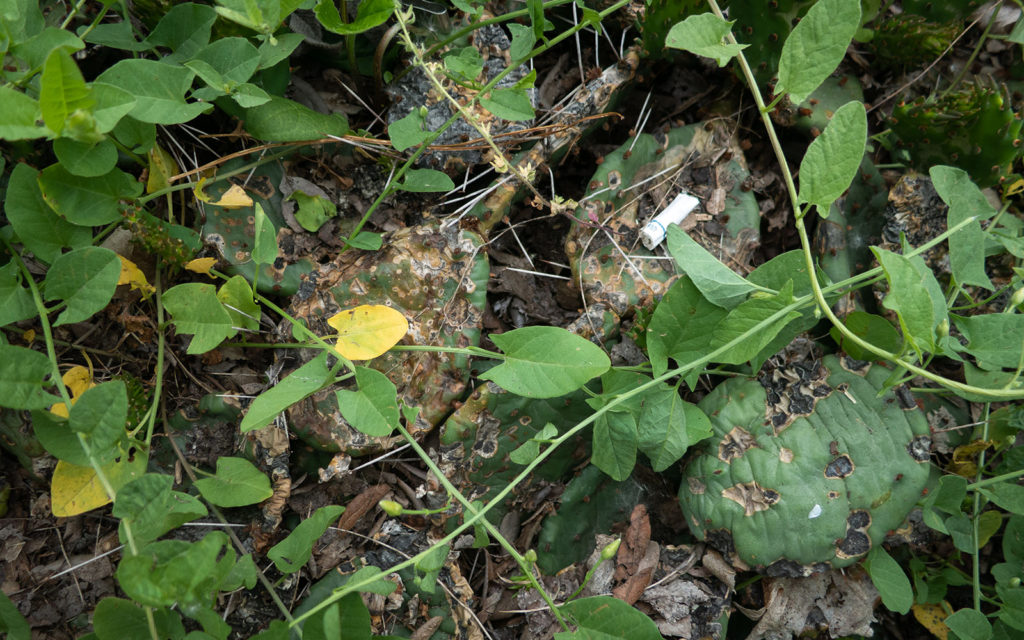 David Bernie Photos Photography Neglected Eastern Prickly Pear Cactus Montrose Point Bird Sanctuary The Magic Hedge Lincoln Park Chicago Native Plants Prairie Garden Chicago Parks District June 2022