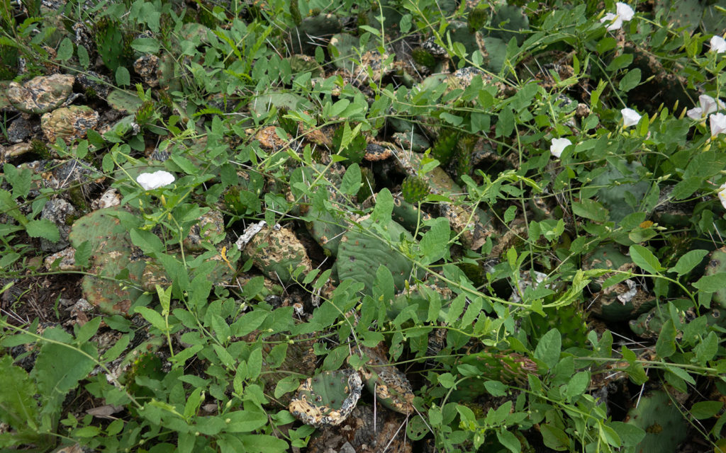 David Bernie Photos Photography Neglected Eastern Prickly Pear Cactus Montrose Point Bird Sanctuary The Magic Hedge Lincoln Park Chicago Native Plants Prairie Garden Chicago Parks District June 2022