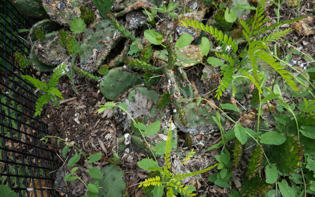 David Bernie Photos Photography Neglected Eastern Prickly Pear Cactus Montrose Point Bird Sanctuary The Magic Hedge Lincoln Park Chicago Native Plants Prairie Garden Chicago Parks District June 2022