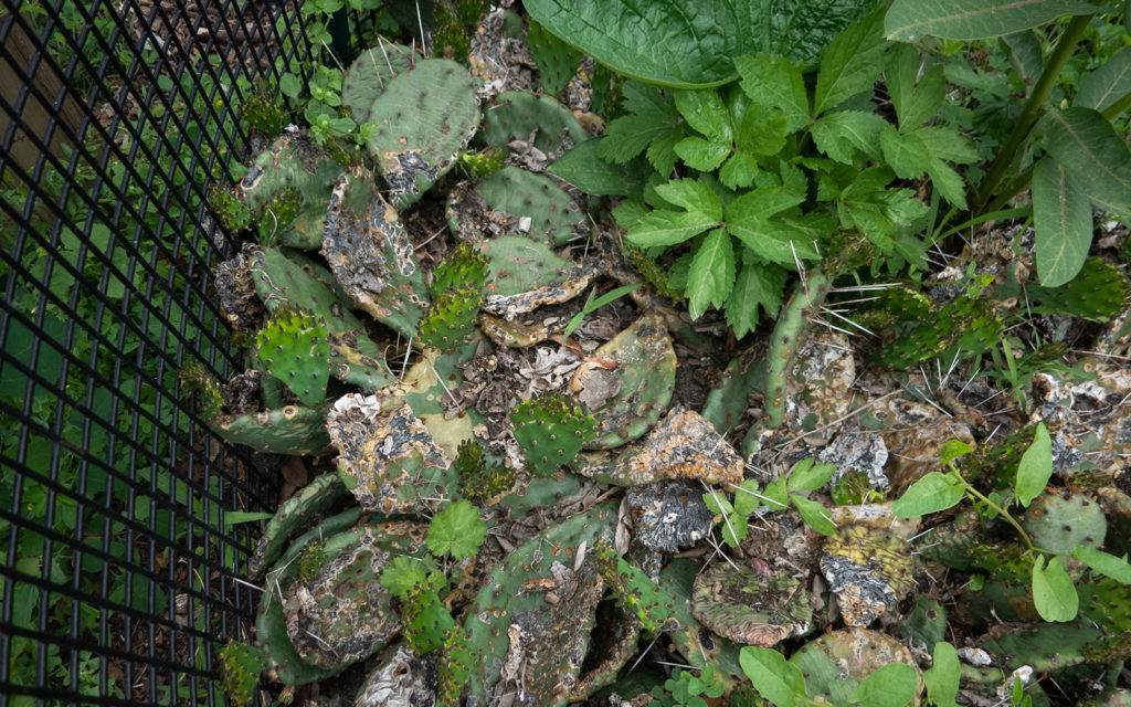 David Bernie Photos Photography Neglected Eastern Prickly Pear Cactus Montrose Point Bird Sanctuary The Magic Hedge Lincoln Park Chicago Native Plants Prairie Garden Chicago Parks District June 2022