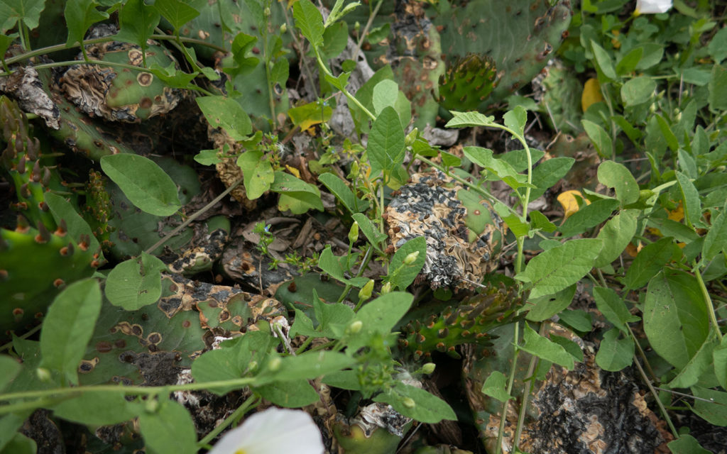 David Bernie Photos Photography Neglected Eastern Prickly Pear Cactus Montrose Point Bird Sanctuary The Magic Hedge Lincoln Park Chicago Native Plants Prairie Garden Chicago Parks District June 2022