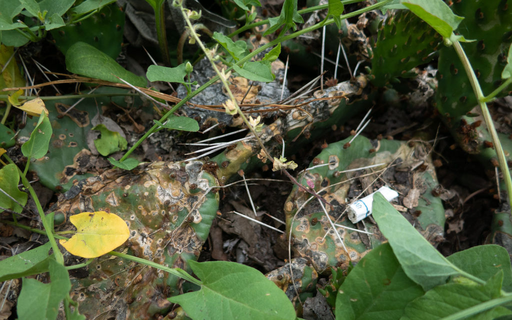 David Bernie Photos Photography Neglected Eastern Prickly Pear Cactus Montrose Point Bird Sanctuary The Magic Hedge Lincoln Park Chicago Native Plants Prairie Garden Chicago Parks District June 2022