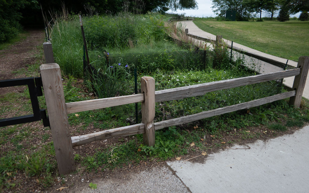 David Bernie Photos Photography Neglected Eastern Prickly Pear Cactus Montrose Point Bird Sanctuary The Magic Hedge Lincoln Park Chicago Native Plants Prairie Garden Chicago Parks District June 2022