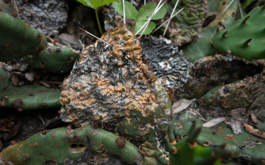 David Bernie Photos Photography Neglected Eastern Prickly Pear Cactus Montrose Point Bird Sanctuary The Magic Hedge Lincoln Park Chicago Native Plants Prairie Garden Chicago Parks District June 2022