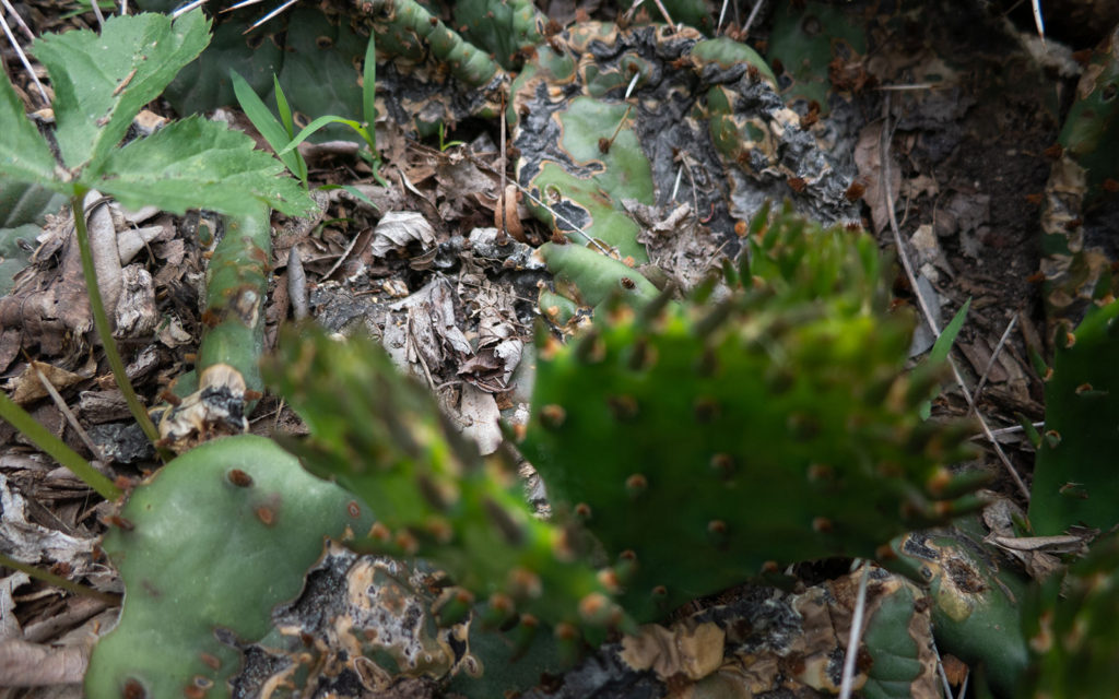 David Bernie Photos Photography Neglected Eastern Prickly Pear Cactus Montrose Point Bird Sanctuary The Magic Hedge Lincoln Park Chicago Native Plants Prairie Garden Chicago Parks District June 2022