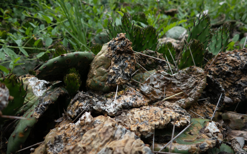 David Bernie Photos Photography Neglected Eastern Prickly Pear Cactus Montrose Point Bird Sanctuary The Magic Hedge Lincoln Park Chicago Native Plants Prairie Garden Chicago Parks District June 2022