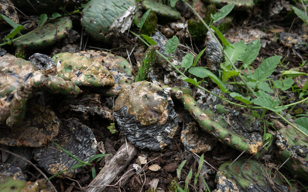 David Bernie Photos Photography Neglected Eastern Prickly Pear Cactus Montrose Point Bird Sanctuary The Magic Hedge Lincoln Park Chicago Native Plants Prairie Garden Chicago Parks District June 2022