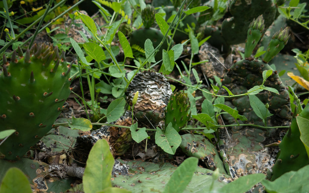 David Bernie Photos Photography Neglected Eastern Prickly Pear Cactus Montrose Point Bird Sanctuary The Magic Hedge Lincoln Park Chicago Native Plants Prairie Garden Chicago Parks District June 2022