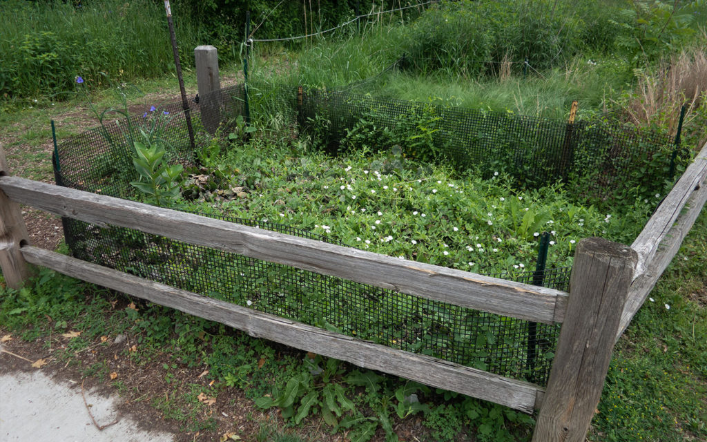 David Bernie Photos Photography Neglected Eastern Prickly Pear Cactus Montrose Point Bird Sanctuary The Magic Hedge Lincoln Park Chicago Native Plants Prairie Garden Chicago Parks District June 2022