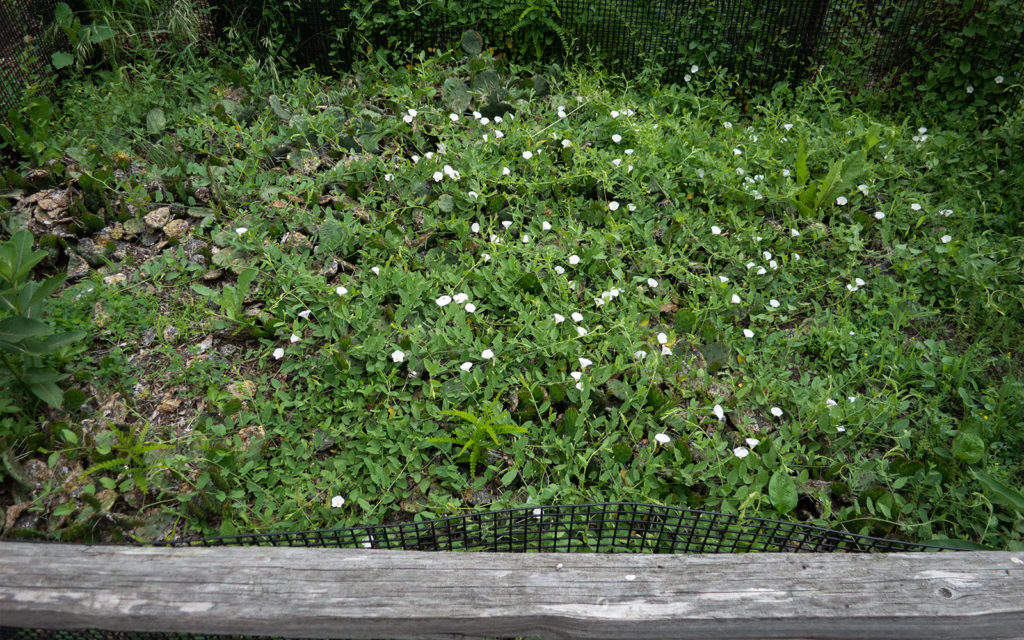 David Bernie Photos Photography Neglected Eastern Prickly Pear Cactus Montrose Point Bird Sanctuary The Magic Hedge Lincoln Park Chicago Native Plants Prairie Garden Chicago Parks District June 2022