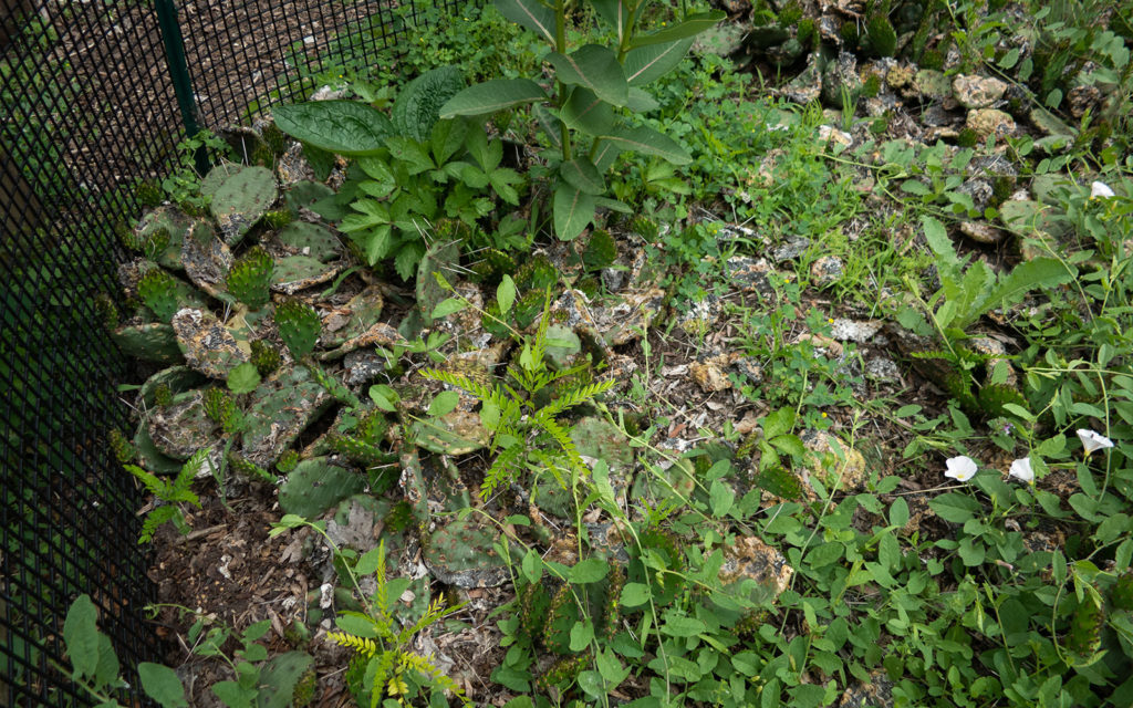 David Bernie Photos Photography Neglected Eastern Prickly Pear Cactus Montrose Point Bird Sanctuary The Magic Hedge Lincoln Park Chicago Native Plants Prairie Garden Chicago Parks District June 2022