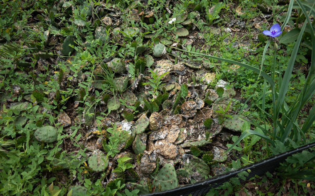 David Bernie Photos Photography Neglected Eastern Prickly Pear Cactus Montrose Point Bird Sanctuary The Magic Hedge Lincoln Park Chicago Native Plants Prairie Garden Chicago Parks District June 2022