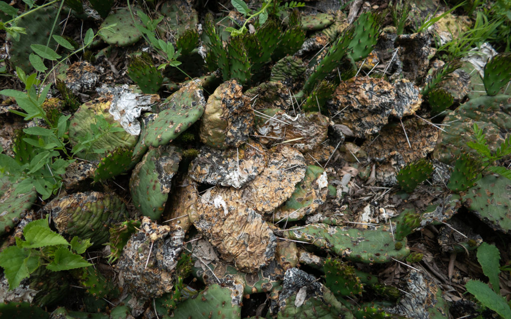 David Bernie Photos Photography Neglected Eastern Prickly Pear Cactus Montrose Point Bird Sanctuary The Magic Hedge Lincoln Park Chicago Native Plants Prairie Garden Chicago Parks District June 2022