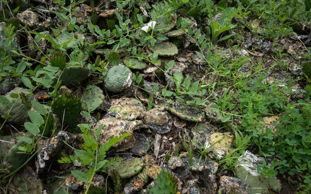 David Bernie Photos Photography Neglected Eastern Prickly Pear Cactus Montrose Point Bird Sanctuary The Magic Hedge Lincoln Park Chicago Native Plants Prairie Garden Chicago Parks District June 2022