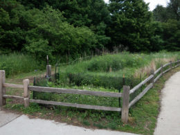 David Bernie Photos Photography Neglected Eastern Prickly Pear Cactus Montrose Point Bird Sanctuary The Magic Hedge Lincoln Park Chicago Native Plants Prairie Garden Chicago Parks District June 2022